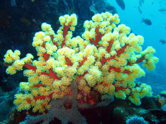 Siphonogorgia godeffroyi