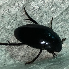 Hydrophilus ovatus