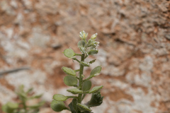 Alyssum strigosum