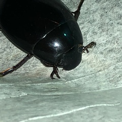 Hydrophilus ovatus