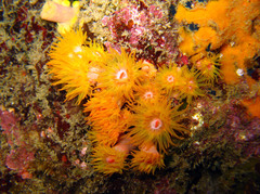 Tubastraea