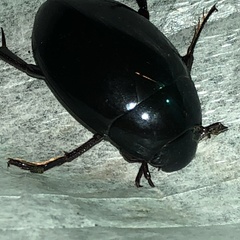 Hydrophilus ovatus