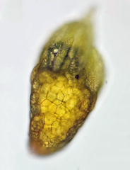 Pohlia andalusica