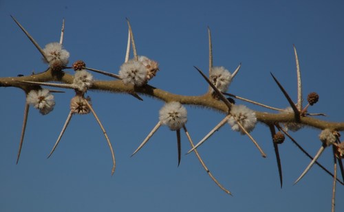 Image of Vachellia stuhlmannii by (c) Tony Rebelo, some rights reserved (CC BY-SA)