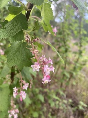 Ribes malvaceum