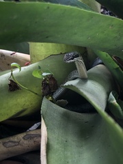 Cubophis vudii