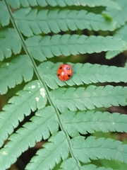 Coccinella algerica