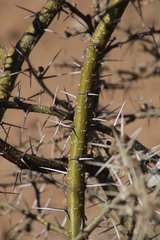 Vachellia stuhlmannii