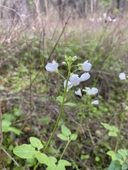 Cardamine californica