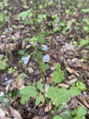 Cardamine californica