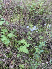 Cardamine californica