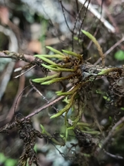 Leucodon canariensis