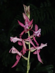 Oncidium vulcanicum
