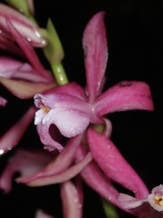 Oncidium vulcanicum