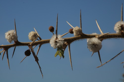 Image of Vachellia stuhlmannii by (c) Tony Rebelo, some rights reserved (CC BY-SA)