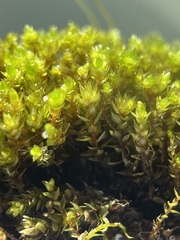 Bryum barnesii