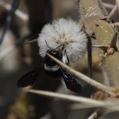 Image of Vachellia stuhlmannii by (c) Tony Rebelo, some rights reserved (CC BY-SA)