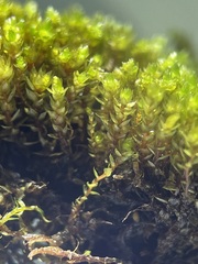 Bryum barnesii