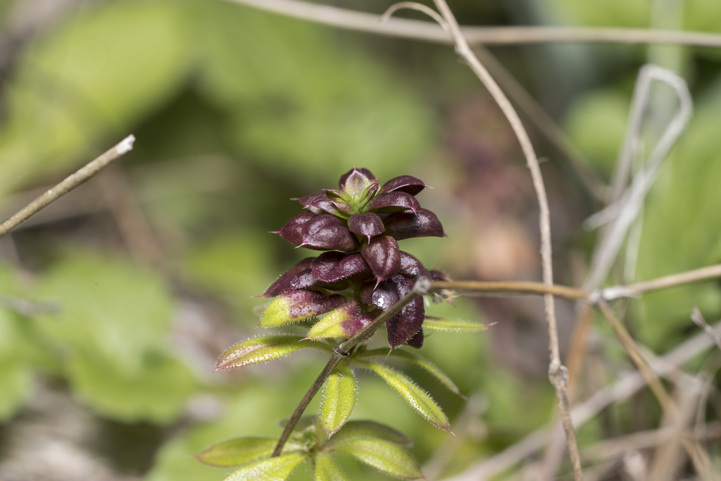 Trioza galii