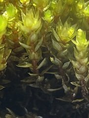 Bryum barnesii