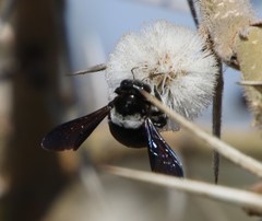 Vachellia stuhlmannii