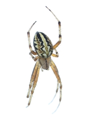 Neoscona adianta