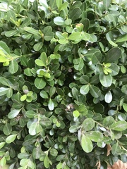 Buxus microphylla