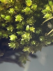 Bryum barnesii