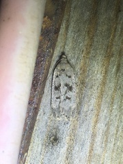 Anacampsis innocuella