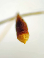 Pohlia andalusica