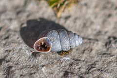 Chondrina kobelti