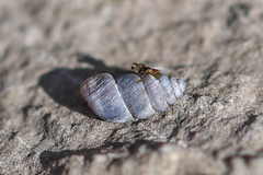 Chondrina kobelti