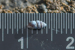 Chondrina kobelti