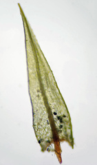 Pohlia andalusica