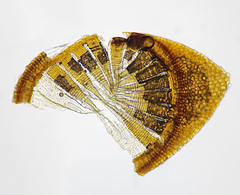 Pohlia andalusica