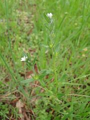Buglossoides arvensis