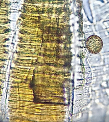 Pohlia andalusica