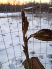 Hamamelis