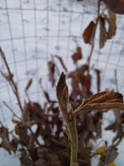 Hamamelis