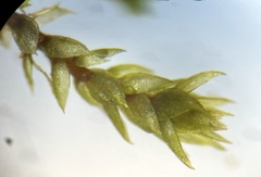 Bryum barnesii