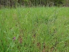 Buglossoides arvensis