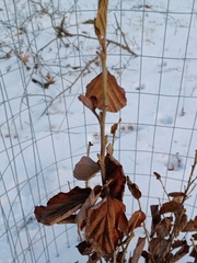 Hamamelis