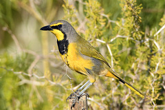 Bokmakierie photo 1