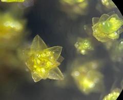 Bryum barnesii