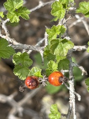 Ribes tortuosum