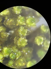 Bryum barnesii