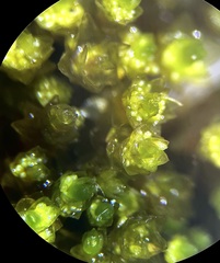 Bryum barnesii