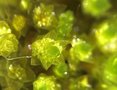 Bryum barnesii
