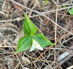 Trillium ovatum