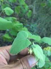 Abutilon abutiloides